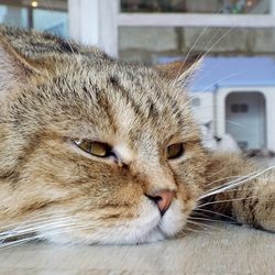 Croup pneumonia la simptomele pisicilor, tratament - totul despre pisici și pisici cu dragoste