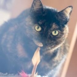 Croup pneumonia la simptomele pisicilor, tratament - totul despre pisici și pisici cu dragoste