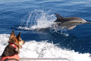 Cine este mai deștept, delfin sau câine de ce?