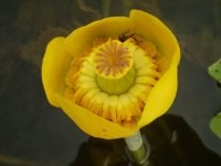 Sárga víz-liliom (virágok) sárga víz-liliom