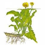 Sárga víz-liliom (rizómák) sárga víz-liliom