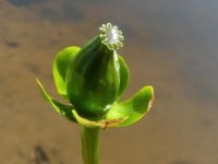 Sárga víz-liliom (Kubishka) sárga víz-liliom