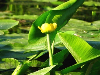 Purcei galbeni, plante medicinale, cereri, mărturii, proprietăți utile, contraindicații,