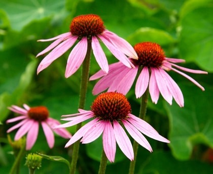 Vásárlás Echinacea kivonat kapszulák immunitás