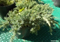 Cumparati covor albastru scobitor de ienupar (covor albastru juniperus squamata) - descriere, pret, fotografie,