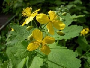 Tratamentul cistitei la copii cu remedii folclorice, tratamentul copiilor