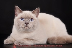 Lilac-Point culori de fotografie britanic pisici, rasa standard