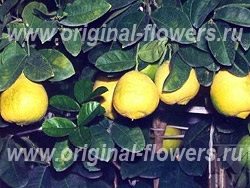Lemon - îngrijire cu citron limoniu, fotografie, boală, descriere