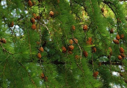 Larice (larix)