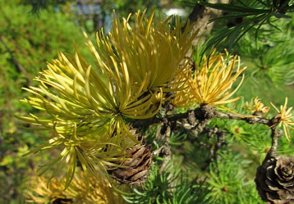 Larice (larix)