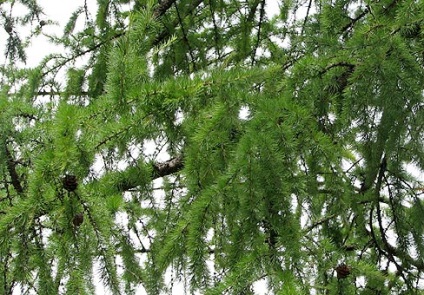 Larice (larix)