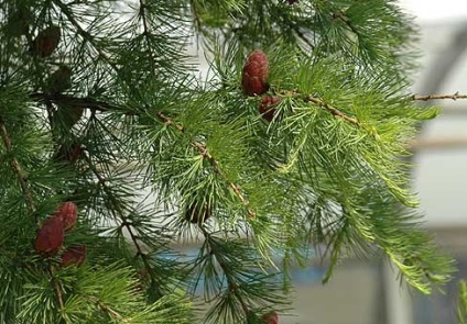 Larice (larix)