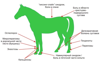 Ló - ló - lökéshullám terápia - egy új kezelési eljárás a betegségek és sérülések