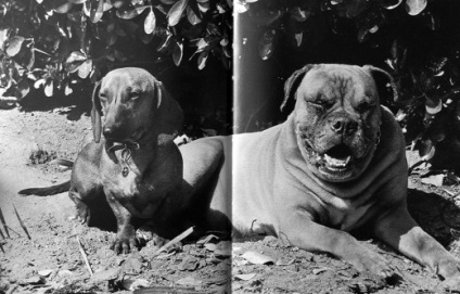 Câine preferat Pablo Picasso - dachshund poreclit pufos