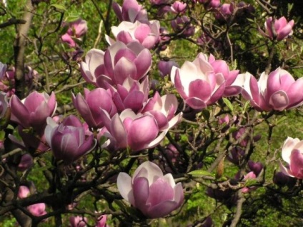 Magnolia indulási és leszállási