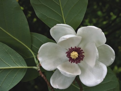 Magnolia de îngrijire și de plantare