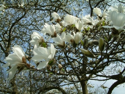 Magnolia de îngrijire și de plantare