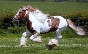 Viteza maximă și medie a unui cal rapid, pe care îl poate dezvolta la un galop