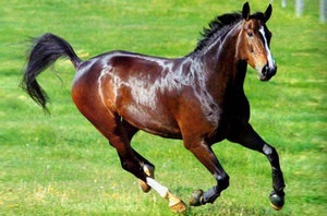 Viteza maximă și medie a unui cal rapid, pe care îl poate dezvolta la un galop