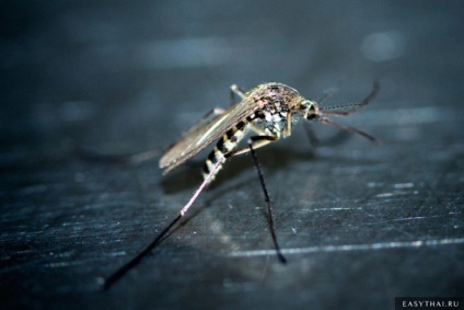 Malarice țânțari în Thailanda - cum să vă protejați
