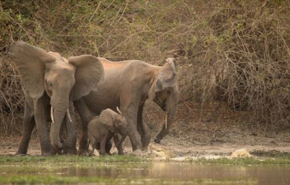 Elephant mama a salvat un elefant de la un atac de crocodil