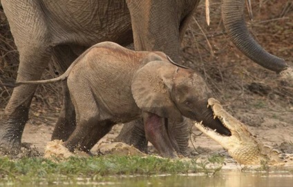 Elephant mama a salvat un elefant de la un atac de crocodil