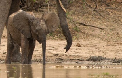 Elephant mama a salvat un elefant de la un atac de crocodil