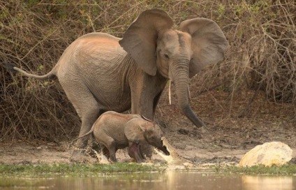 Elephant mama a salvat un elefant de la un atac de crocodil