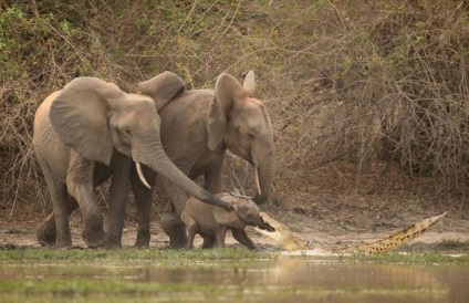 Elephant mama a salvat un elefant de la un atac de crocodil