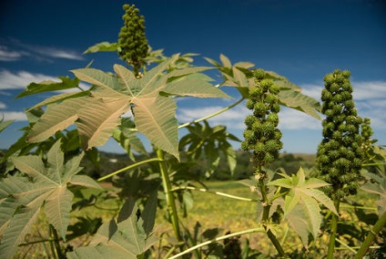 Mască pentru păr din ulei de ricin pentru părul uscat și pentru creștere