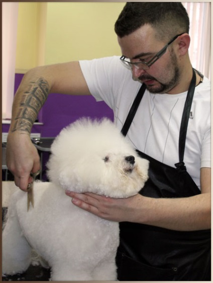 Master Class „kiállítás ápolás és ápolás bichon frise”