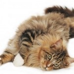 Maine Coon