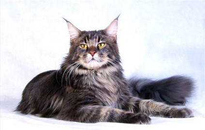 Maine Coon