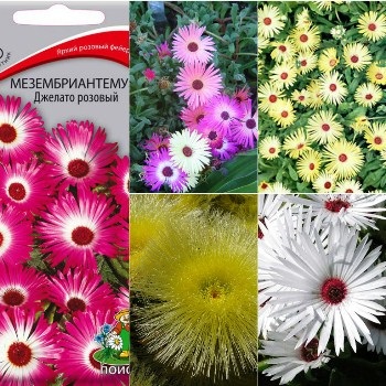 Mesembryanthemum ültetés és gondozás kamilla kristály 4886