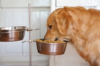 Bowls pentru câini și dispunerea unui loc de hrănire