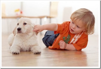 Pot diverse boli de câine, cum ar fi afecta copilul