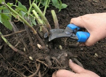 Plantare Monard și de îngrijire în sol deschis, în creștere din semințe
