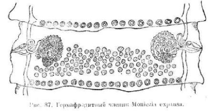 Moniesiasis de oi, capre și viței - totul despre animale