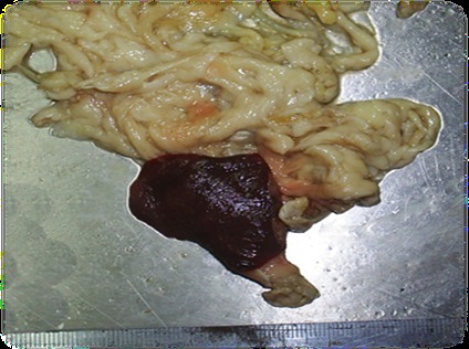 Parametrii morfometrici ai caracteristicilor pedigree ale splinei pisicii