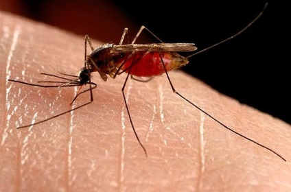 Kaphatok HIV egy szúnyogcsípés Igaz vagy hamis
