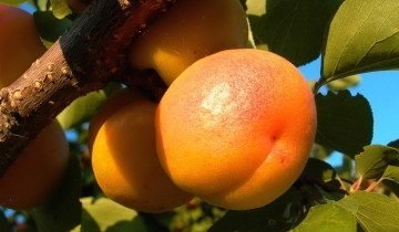 Carne și kernel de caise - beneficiul și răul fructelor delicioase pentru oameni