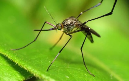 Observând lumea insectelor în care fluturii și țânțarii se ascund pentru iarnă