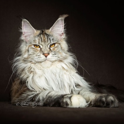 Regii adevărați dintre pisici sunt magnificii Maine Coons!
