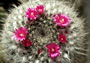 Nume, specie, poze cu cactusi, soiuri de flori de cacti, flori, poze,