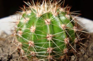 Nume, specie, poze cu cactusi, soiuri de flori de cacti, flori, poze,