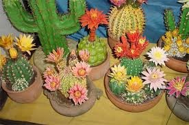 Nume, specie, poze cu cactusi, soiuri de flori de cacti, flori, poze,