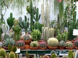 Nume, specie, poze cu cactusi, soiuri de flori de cacti, flori, poze,