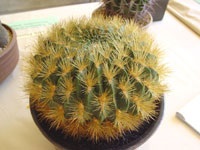 Nume, specie, poze cu cactusi, soiuri de flori de cacti, flori, poze,