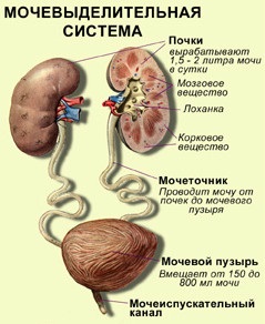 Clinica de nefrologie și simptomele amiloidozei renale