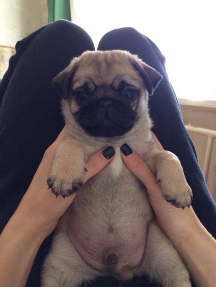 Un pic despre pugs